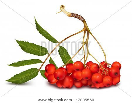 Illustrazione vettoriale. Ashberry.
