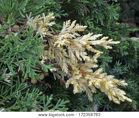 Evergreen China juniper Juniperus davurica Expansa Variegata . Photo of bush with green and yellow needles ornamental thorns of the treetop edges. Beautiful decorative tree for the design of garden