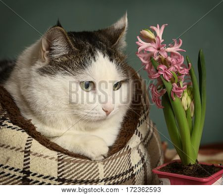 Siberian Caat In Catbed With Hyacinth Pink Flower