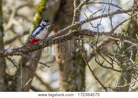 Great Woodpecker (dendrocopus Major)