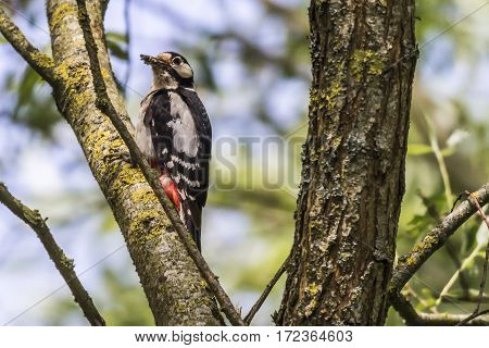 Great Woodpecker (dendrocopus Major)