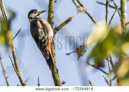 Great Woodpecker (dendrocopus Major)