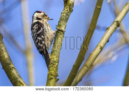 Lesser Pied Woodpecker (dryobates Minor)
