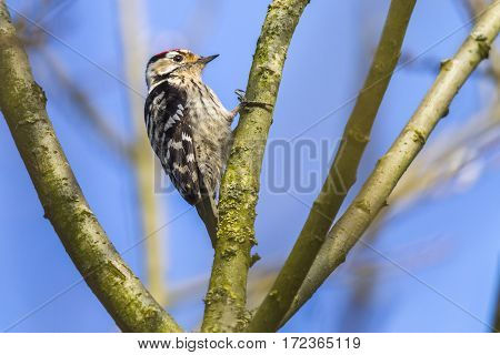 Lesser Pied Woodpecker (dryobates Minor)
