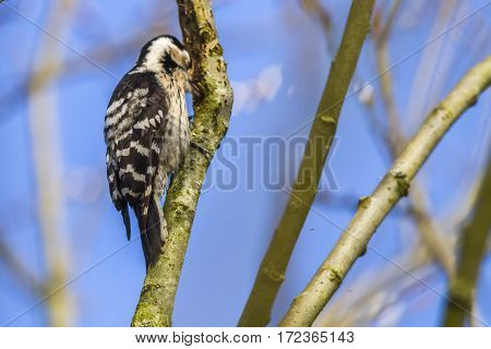 Lesser Pied Woodpecker (dryobates Minor)