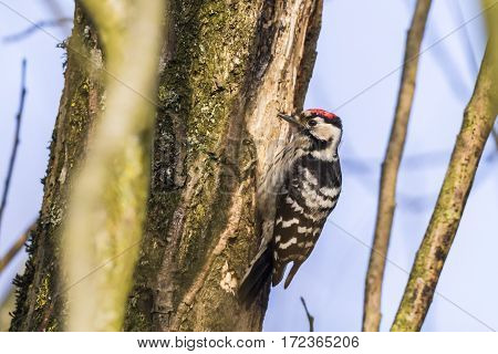 Lesser Pied Woodpecker (dryobates Minor)