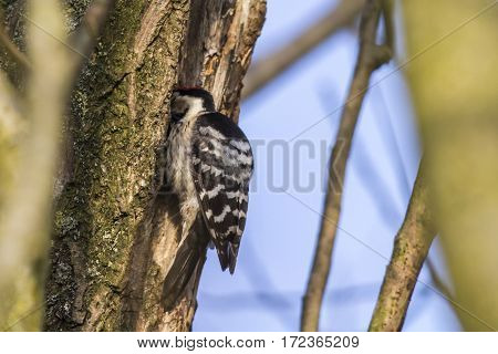 Lesser Pied Woodpecker (dryobates Minor)