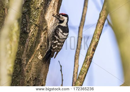 Lesser Pied Woodpecker (dryobates Minor)