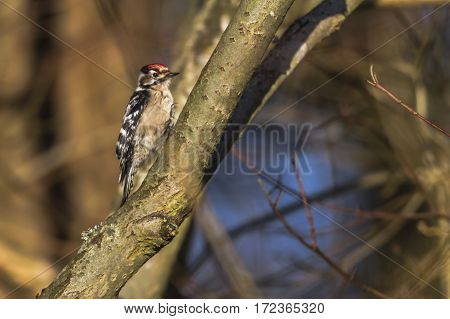 Lesser Pied Woodpecker (dryobates Minor)