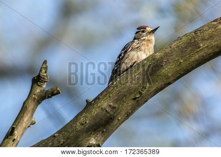Lesser Pied Woodpecker (dryobates Minor)