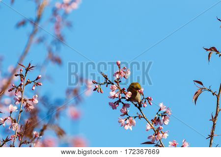 close up yellow bird at pink flower blossom Prunus cerasoides (Sakura Thailand)