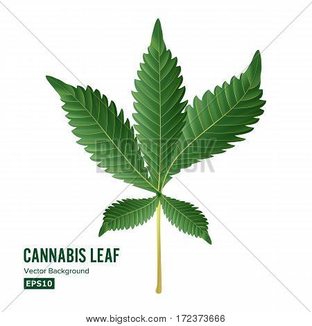 Marijuana Leaf Vector. Green Hemp Cannabis Sativa or Cannabis Indica Marijuana Leaf Isolated On White Background. Medical Plant