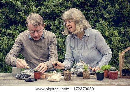 Botanical Environment Greenery Pottery Nature