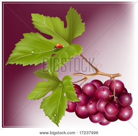 Vector. Grape cluster with green leaves, water drops and ladybird.