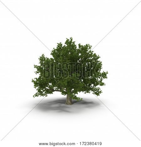 Old Green summer old maple tree isolated on white background. 3D illustration