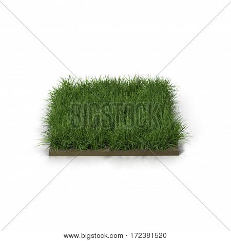 Square of Ryegrass Grass field over white background. 3D illustration