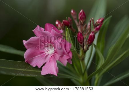 Beautiful Pink flower and green leaf as background
