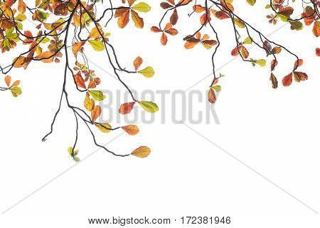 Terminalia Catappa Leaves Autumn Season On White Background., Bengal Almond, Indian Almond.