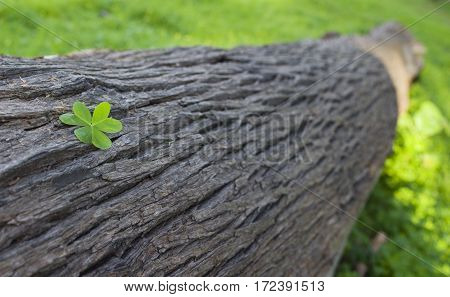 A three leafed clover on a log.