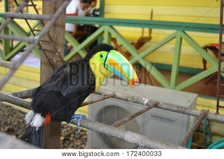 A perched keel-billed toucan with a broken beak