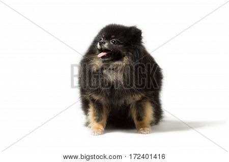 Black dog breed Pomeranian isolated on white