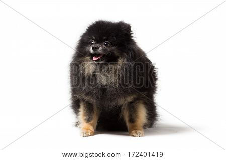 Black dog breed Pomeranian isolated on white