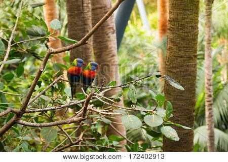 Colorful Parrot in Loro Park in Tenerife Canary islands Spain