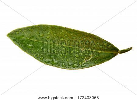 Leaf with drops of orange fruit isolated on white background