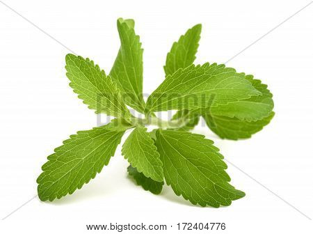 Stevia Rebaudiana Sprig