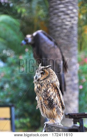 the owl and the vulture for photos with tourists
