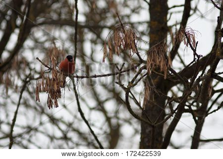 Beutiful bright red city winter bird - european common bulfinch sitting on the tree branches