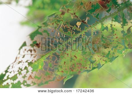 wormy blad