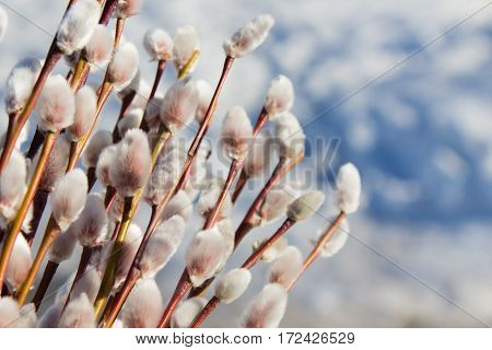 Beautiful pussy-willow branches over blue sky background feeling of springtime