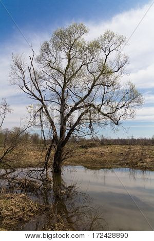 Lonely naked tree standing at spring river