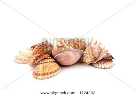 Coquilles