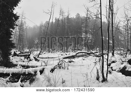 Fallen trees near meander of Robecsky potok creek in winter snowy Peklo valley in czech Machuv kraj region