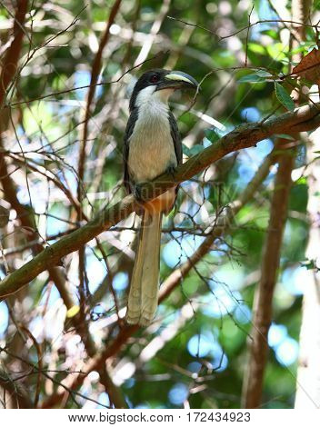 Ceylon Grey Hornbill Ocyceros gingalensis endemic bird Sri Lanka
