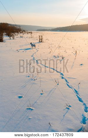 snow outdoors in winter a walk with the dog in the field