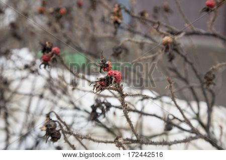 Belarus February 2017 Wild rose bush in the winter yard thorny bush dried red rosehips frozen rosehipsrosehip berries