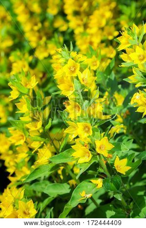 beautiful flower yellow knotweed. nature