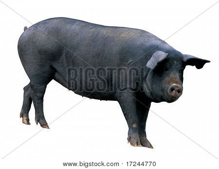 Animal Image
