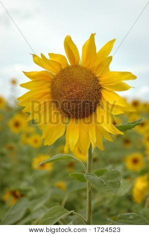Sunflower2