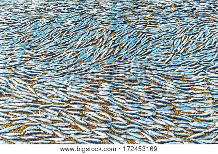 The Anchovies Background