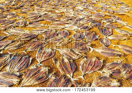 The fishing background in brown scale the flattened fish bodies dry in the sun at Negombo port Sri Lanka.
