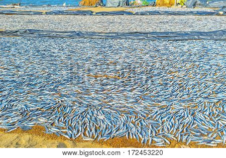 The Drying Anchovies