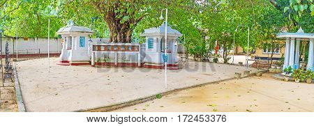 The Bo Tree Of Halpanwila Temple