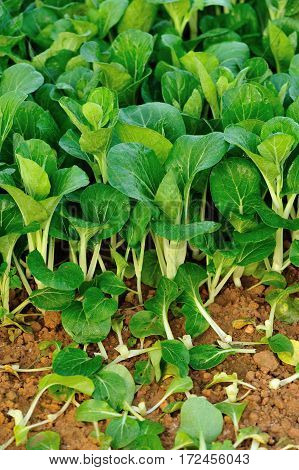 green choysum plants in growth at field