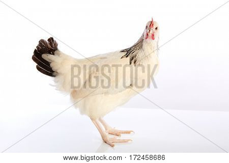 Sussex hen original from England on white background