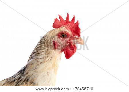 Sussex hen original from England on white background