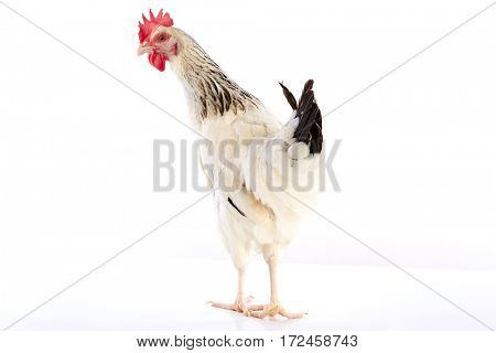 Sussex hen original from England on white background